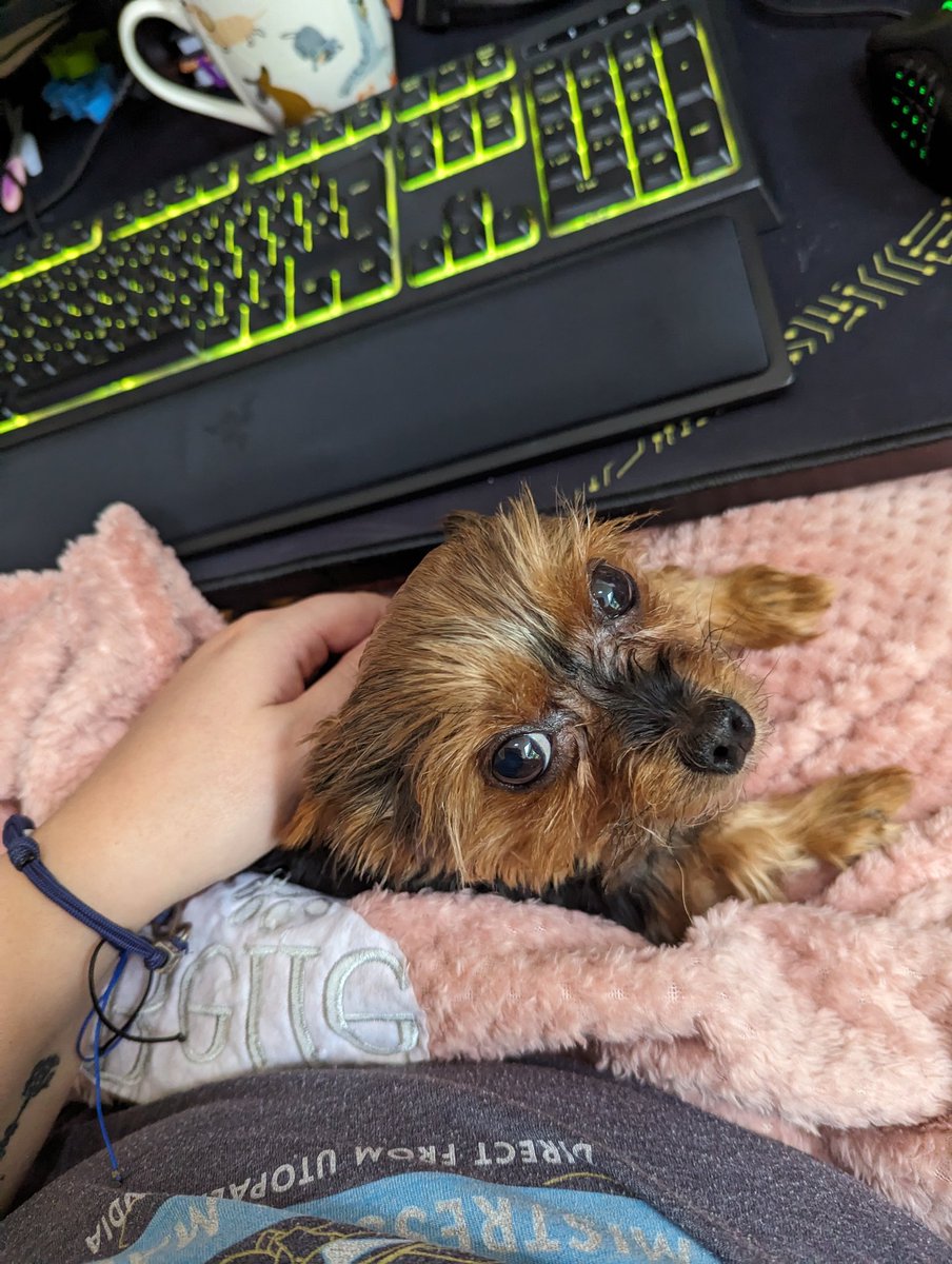 Wingria's tweet photo. @MrBeast That would go a long way in paying vet bills for a Yorkie that has a permanently dislocated back left knee and back right leg that's going lame. https://t.co/634HGP6rBC