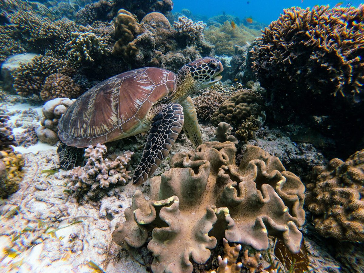 WanderingAfro_'s tweet photo. If you have a beach trip planned this summer, please check out my blog post on 10 Easy Ways to Protect the Coral Reefs 🪸 #savetheocean https://t.co/wtQ7a7Y2zj https://t.co/i8D4f4Z1Uz
