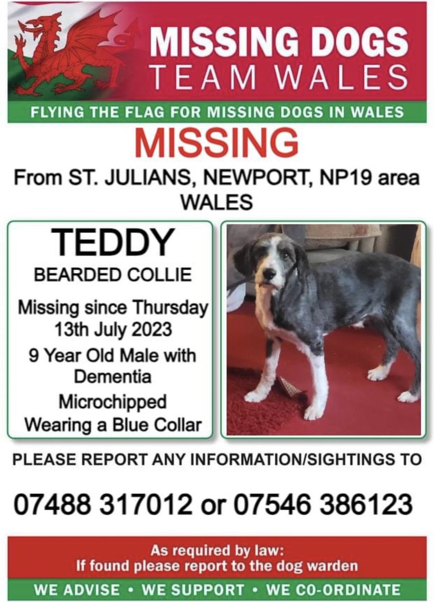 missingdogwales's tweet photo. 🔺NERVOUS AND HAS #DEMENTIA, LAST SEEN ON GAINSBOROUGH DRIVE 🔺
❗❗TEDDY, MISSING FROM #ST.JULIANS, #NEWPORT, #NP19 area #WALES ❗❗
❗SINCE THURSDAY 13th JULY 2023.
❗PLEASE LOOK OUT FOR TEDDY AND CALL NUMBER WITH ANY SIGHTINGS/INFORMATION ❗ https://t.co/zl4C182a0g