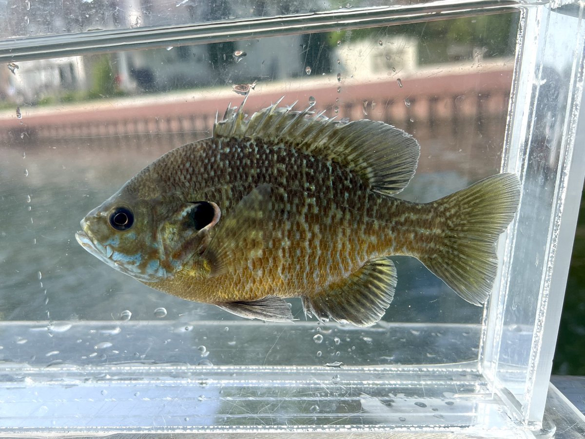 BradU42's tweet image. Who wants to play identity the hybrid?!?  Caught in a small mesh fyke net survey on #LakeStClair (MI). Pec fins are rounded and intermediate in length. 
#GreatLakesSci