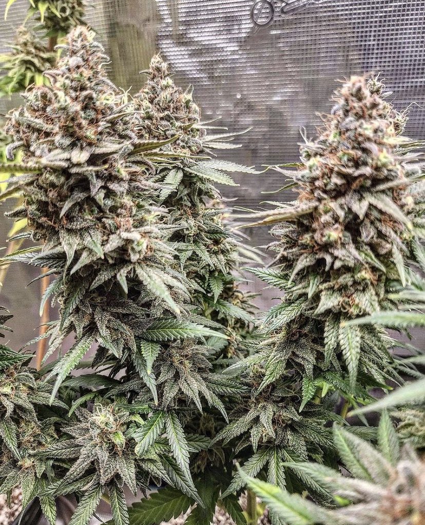 Bubble Goat going crazy by @irie_genetics