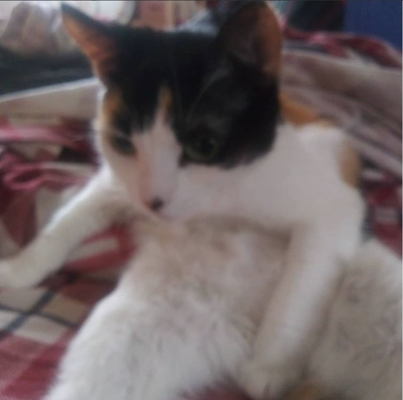 AnnaCBowling's tweet photo. Typing With Wet Paws: In Da Fan Club Edition https://t.co/1jKUaKlmaN #amblogging #calicocat https://t.co/52wfceapVU