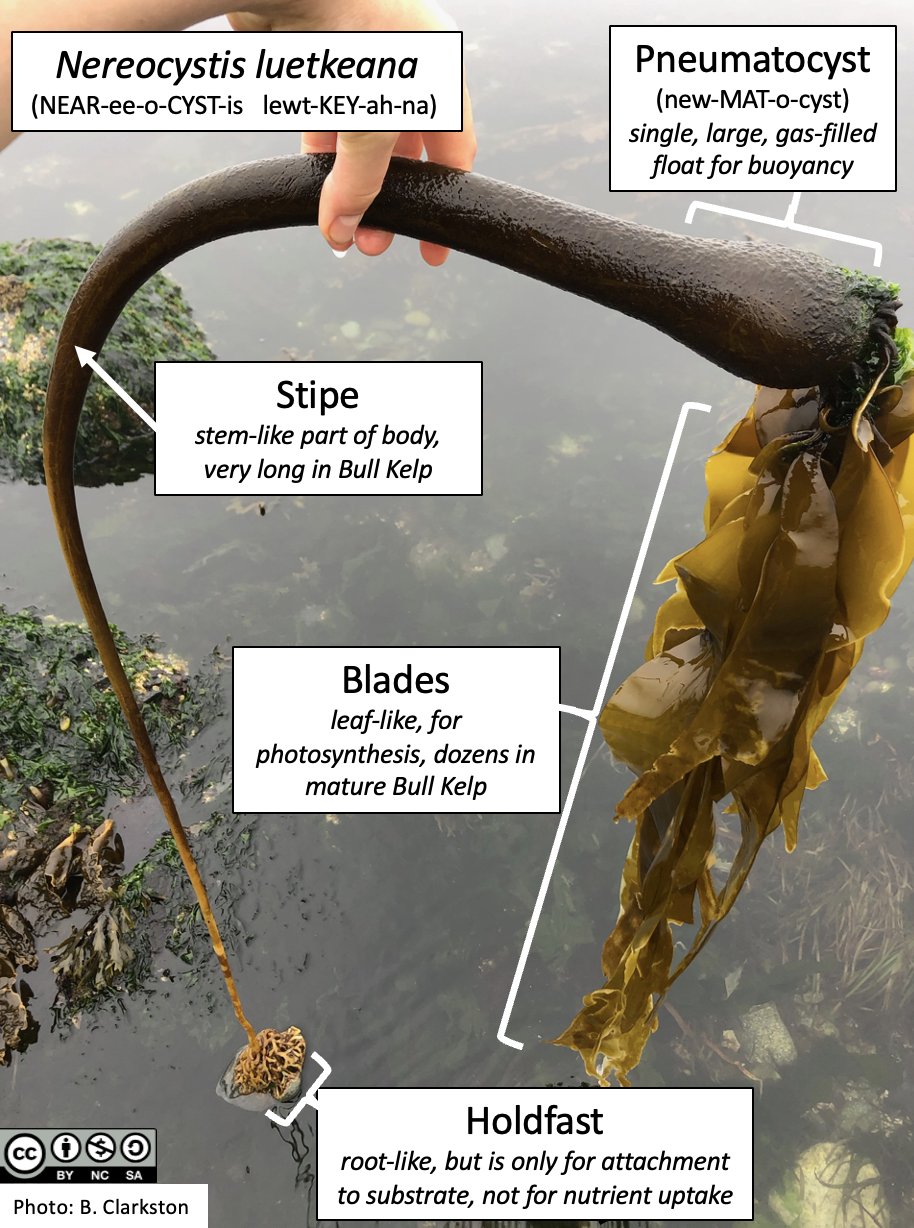 Kelp Diagram
