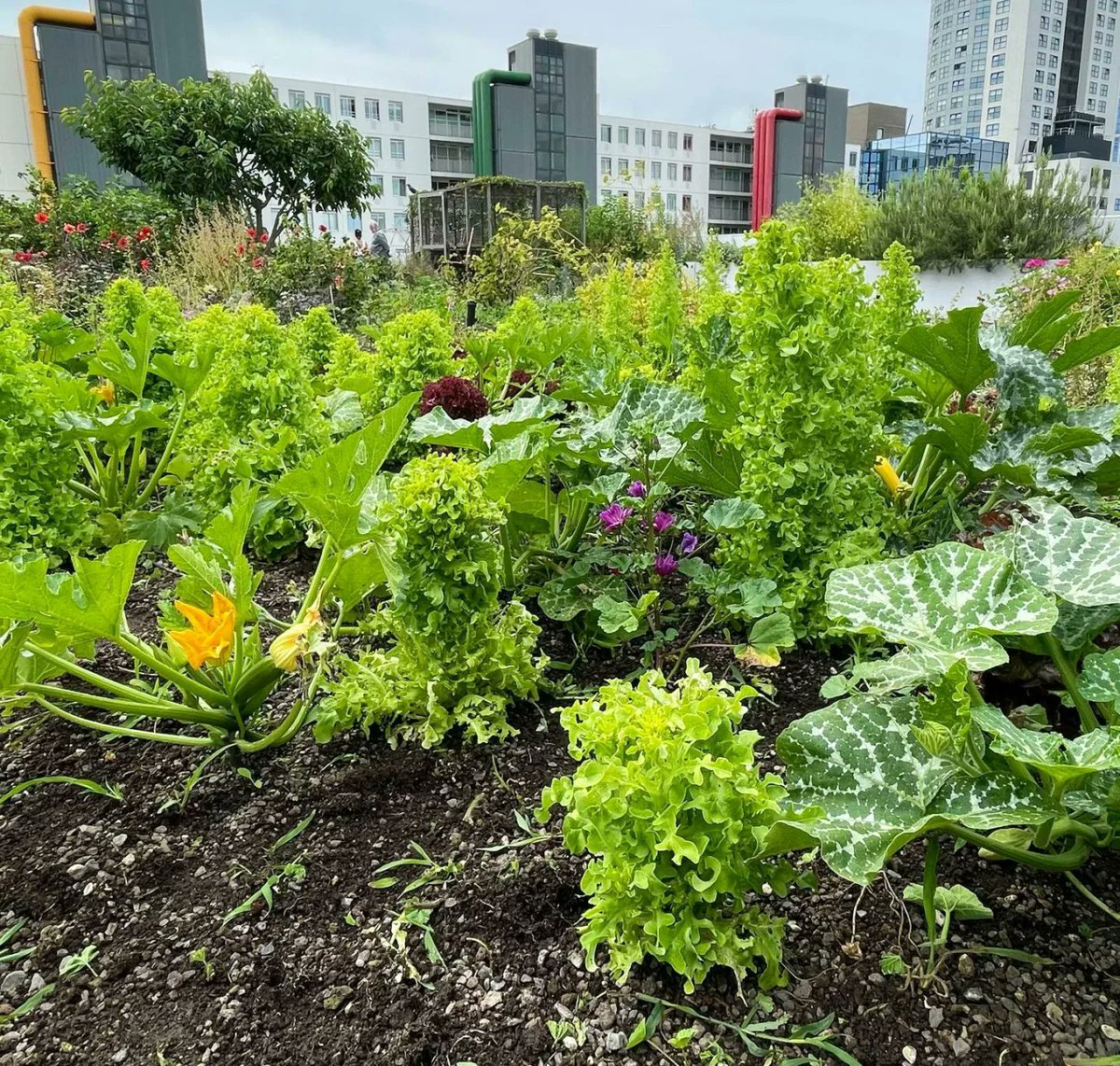 d_akkers's tweet photo. Het is oogsten vandaag op de #DakAkker #rooftopfarm. Uien, courgettes, eerbarebloemen, radijs en veel meer ... en dat bovenop een kantoorgebouw hartje #Rotterdam 💚 #Dakan! #farmingthecity #Rotterdamisblooming 🌸 https://t.co/w456EwQ7CR