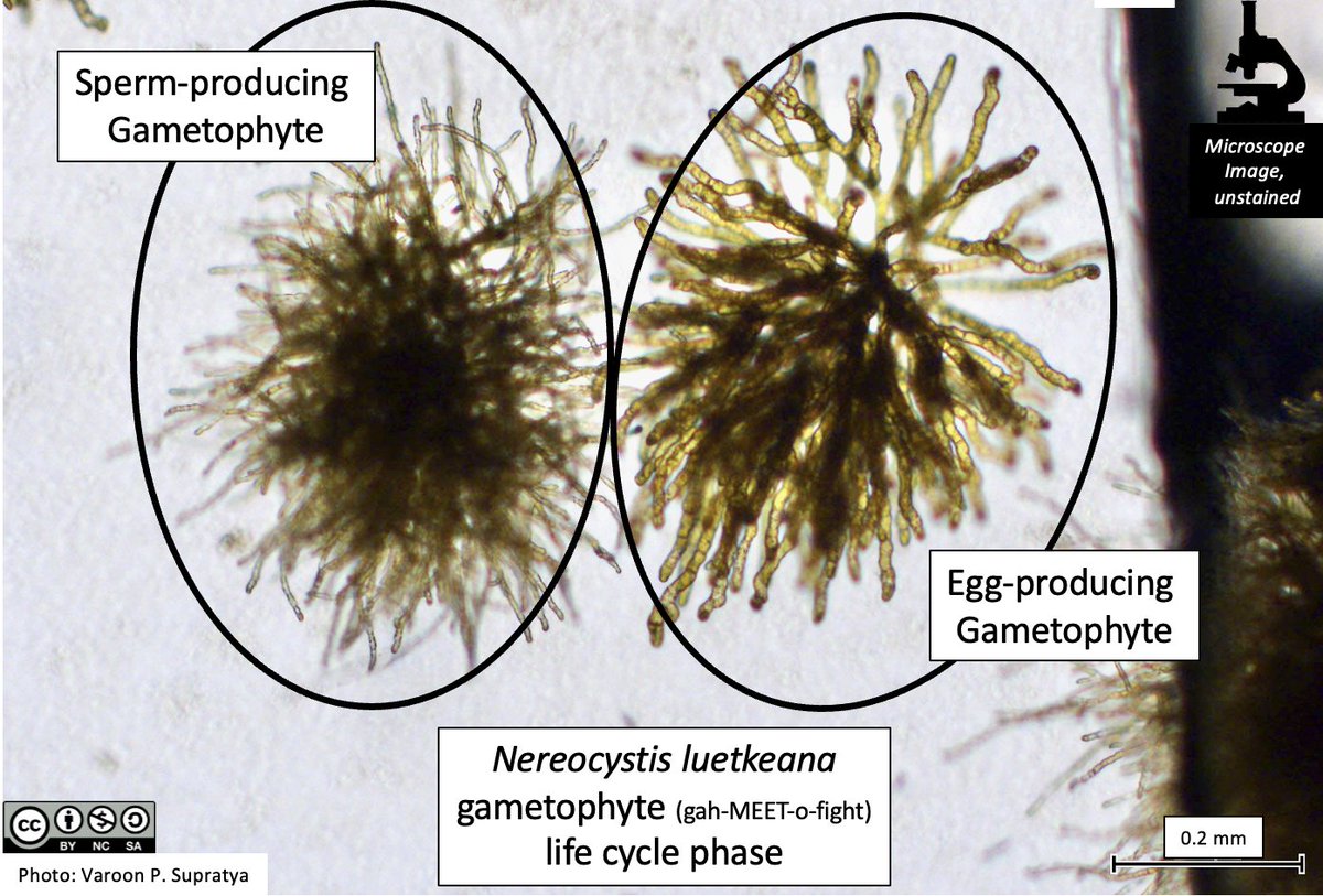 funnyfishes's tweet photo. ✨Nereocystis #kelp ✨ w/ phonetic spellings attempted. Feedback appreciated!🙏🏻 Goal is to make #seaweeds, their beautiful life cycles and their special jargon more accessible via @beatymuseum 
Huge thanks to  @VSupratya for the awesome gametophyte pics. 
#phycologyfriday https://t.co/8bp6vmhaCd
