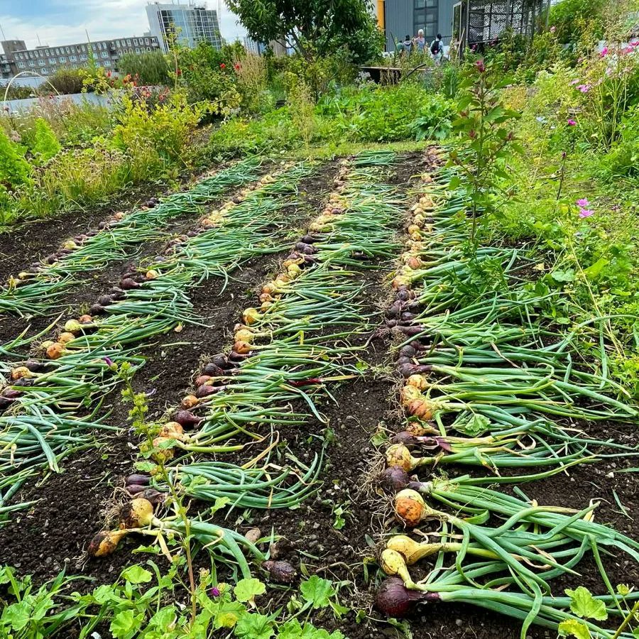 d_akkers's tweet photo. Het is oogsten vandaag op de #DakAkker #rooftopfarm. Uien, courgettes, eerbarebloemen, radijs en veel meer ... en dat bovenop een kantoorgebouw hartje #Rotterdam 💚 #Dakan! #farmingthecity #Rotterdamisblooming 🌸 https://t.co/w456EwQ7CR