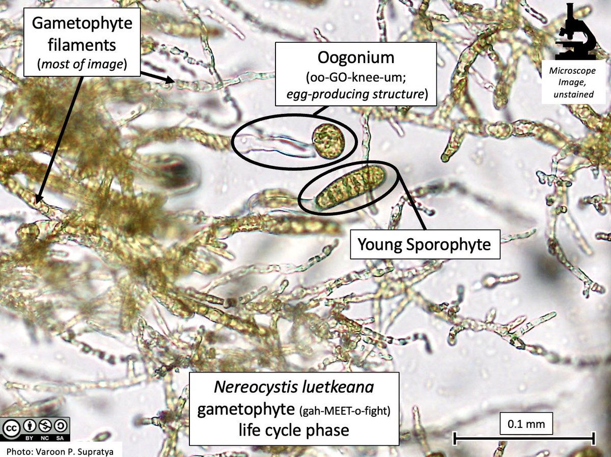 ✨Nereocystis #kelp ✨ w/ phonetic spellings attempted. Feedback appreciated!🙏🏻 Goal is to make #seaweeds, their beautiful life cycles and their special jargon more accessible via <a href="/beatymuseum/">Beaty Biodiversity Museum 🐳</a> 
Huge thanks to  <a href="/VSupratya/">Varoon P Supratya</a> for the awesome gametophyte pics. 
#phycologyfriday