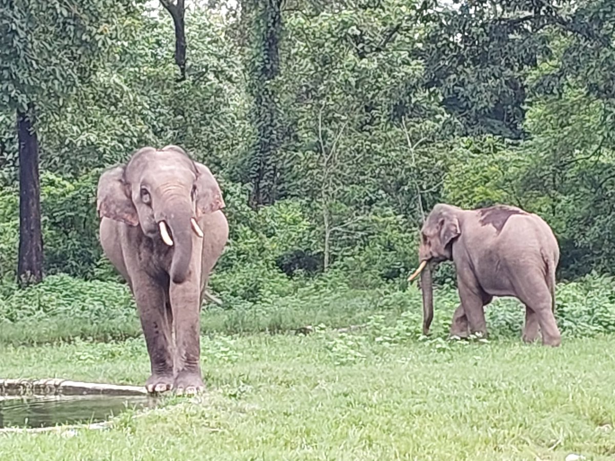 Friends Forever !! BTW a small group of Male Bachelor Elephants is also sometimes called "Maljuria" 
<a href="/ParveenKaswan/">Parveen Kaswan, IFS</a>