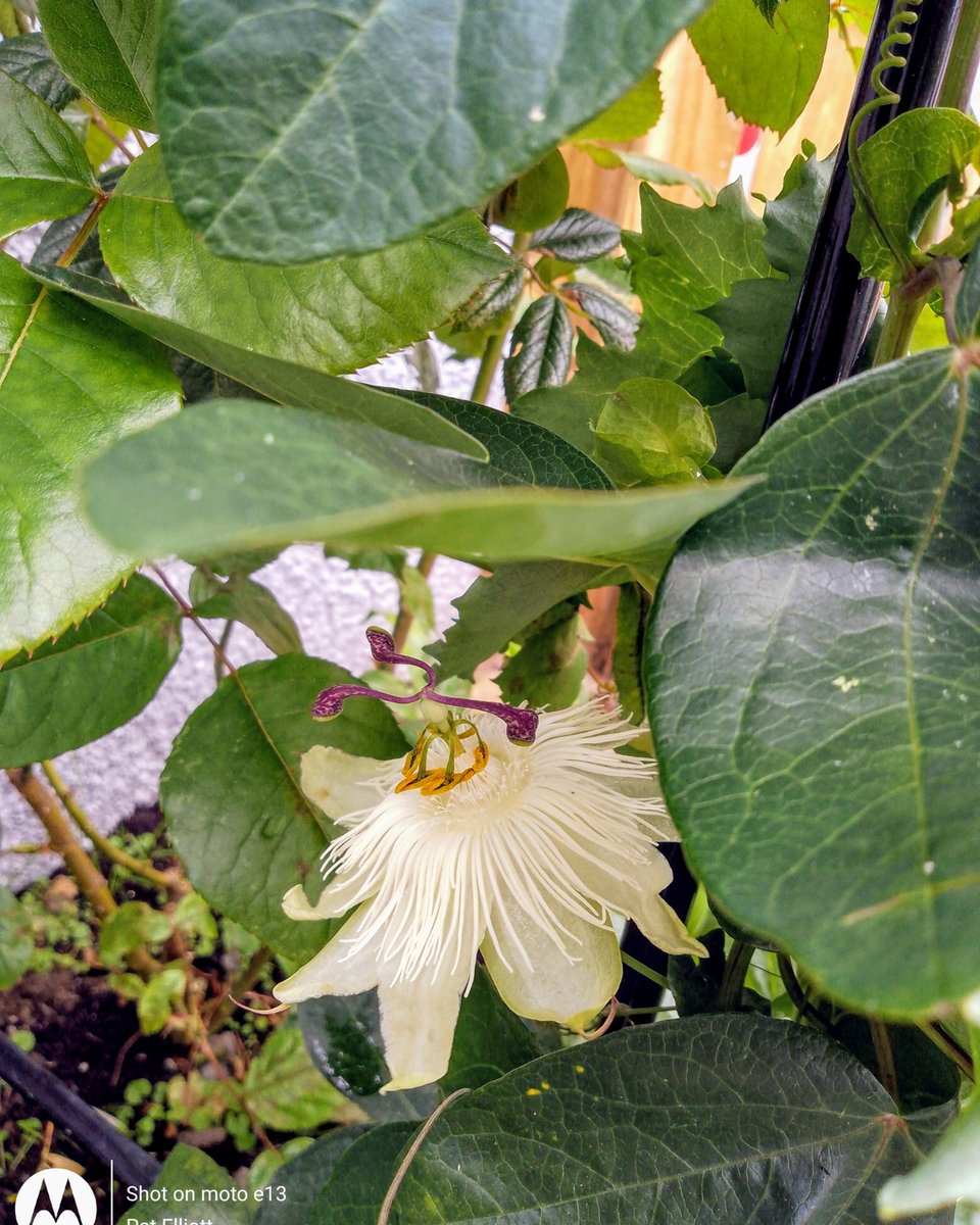 paperpaintwords's tweet photo. Found this bloom as I was weeding. Passiflora. 

#passiflora #passionflower #alba https://t.co/xuZcq8UNH0