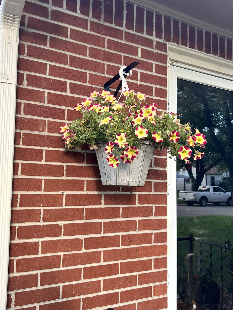 mwoods67037's tweet photo. Quick Question to my fellow middle aged yard enthusiasts… I noticed these “new” plants growing in my whiskey barrel in the backyard, anyone know what they are? https://t.co/Qt8XWLEDMa
