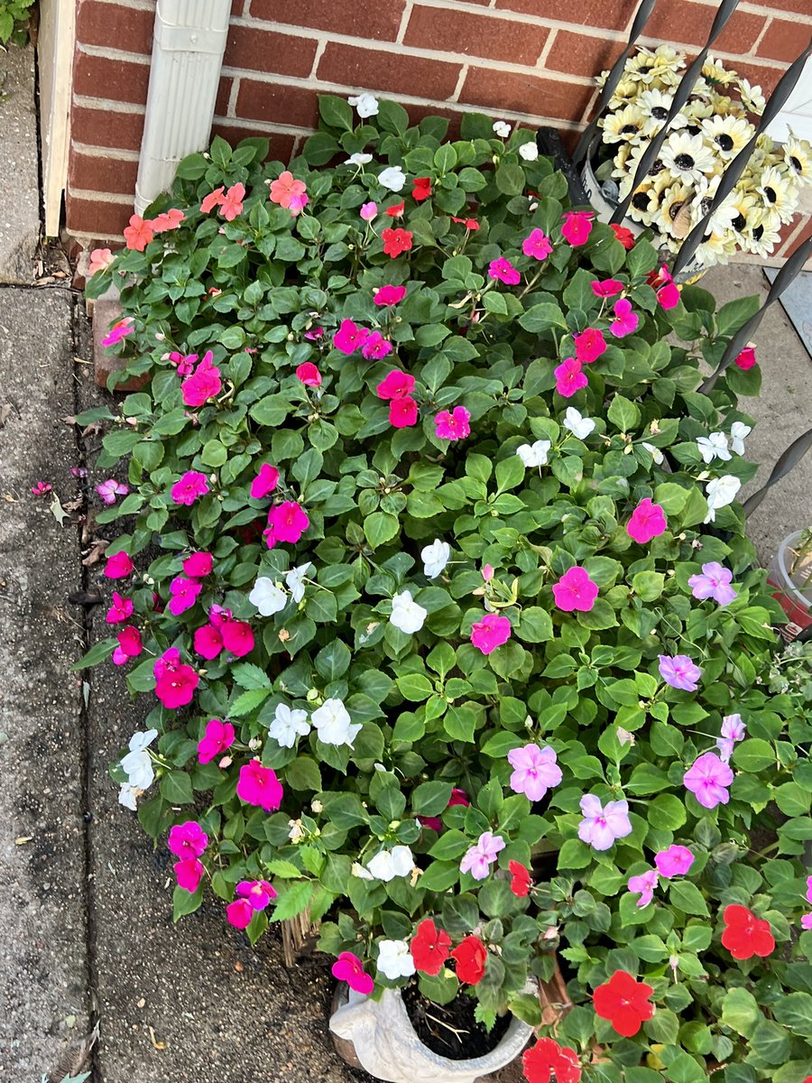 mwoods67037's tweet photo. Quick Question to my fellow middle aged yard enthusiasts… I noticed these “new” plants growing in my whiskey barrel in the backyard, anyone know what they are? https://t.co/Qt8XWLEDMa
