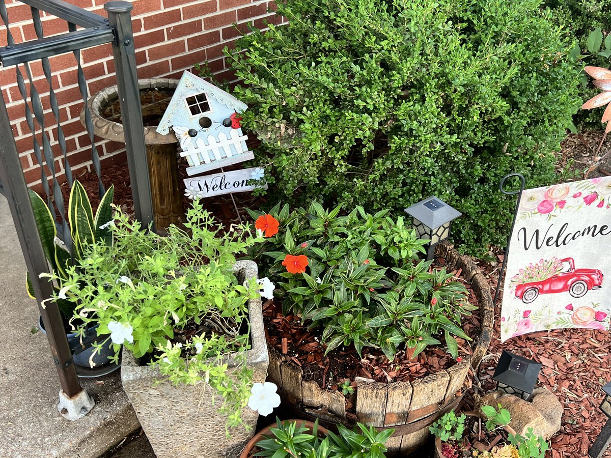 mwoods67037's tweet photo. Quick Question to my fellow middle aged yard enthusiasts… I noticed these “new” plants growing in my whiskey barrel in the backyard, anyone know what they are? https://t.co/Qt8XWLEDMa