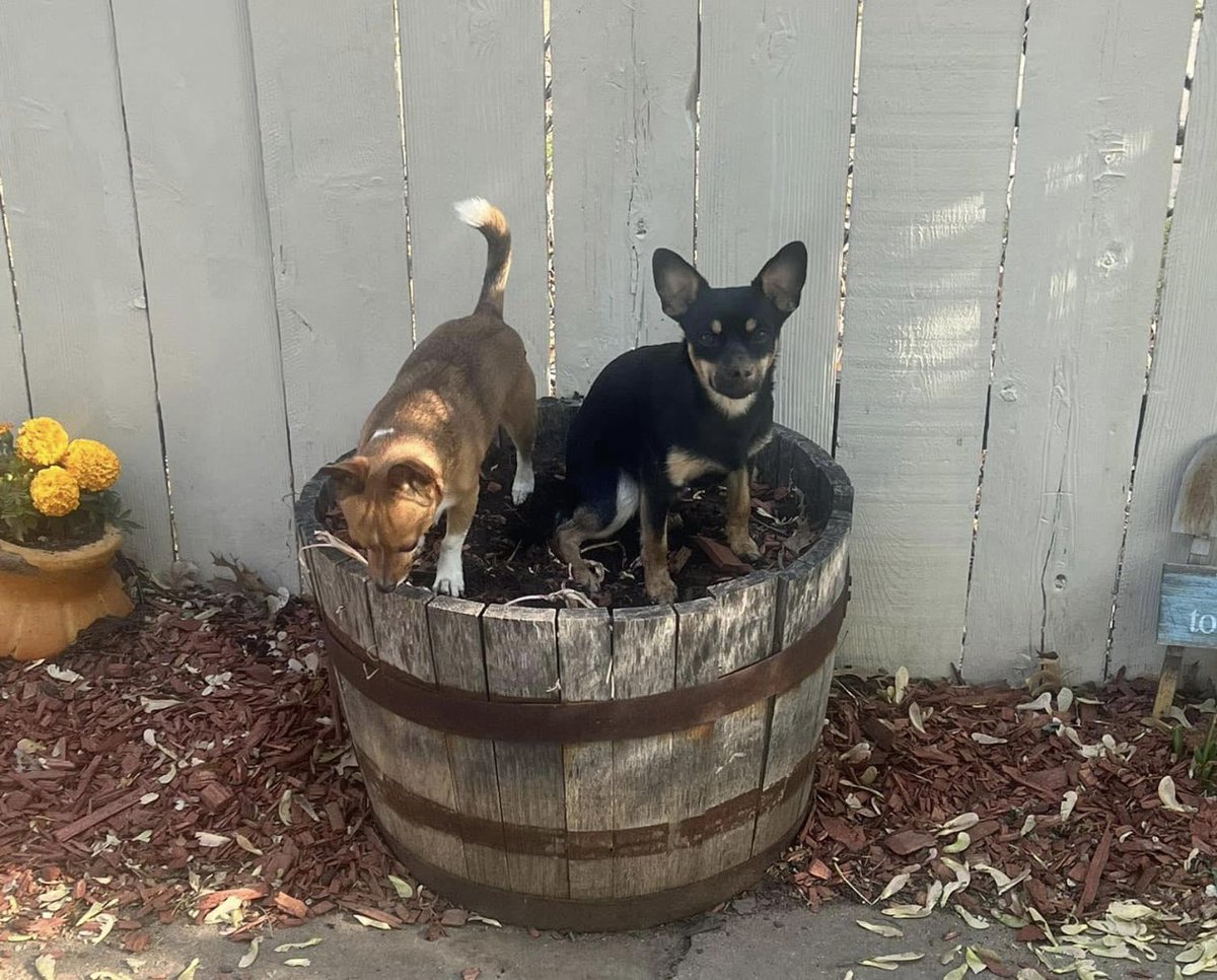 mwoods67037's tweet photo. Quick Question to my fellow middle aged yard enthusiasts… I noticed these “new” plants growing in my whiskey barrel in the backyard, anyone know what they are? https://t.co/Qt8XWLEDMa