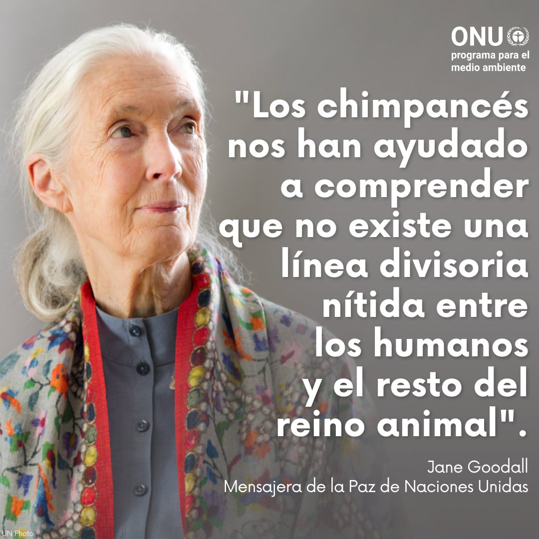 Programa ONU Medio Ambiente tweet media