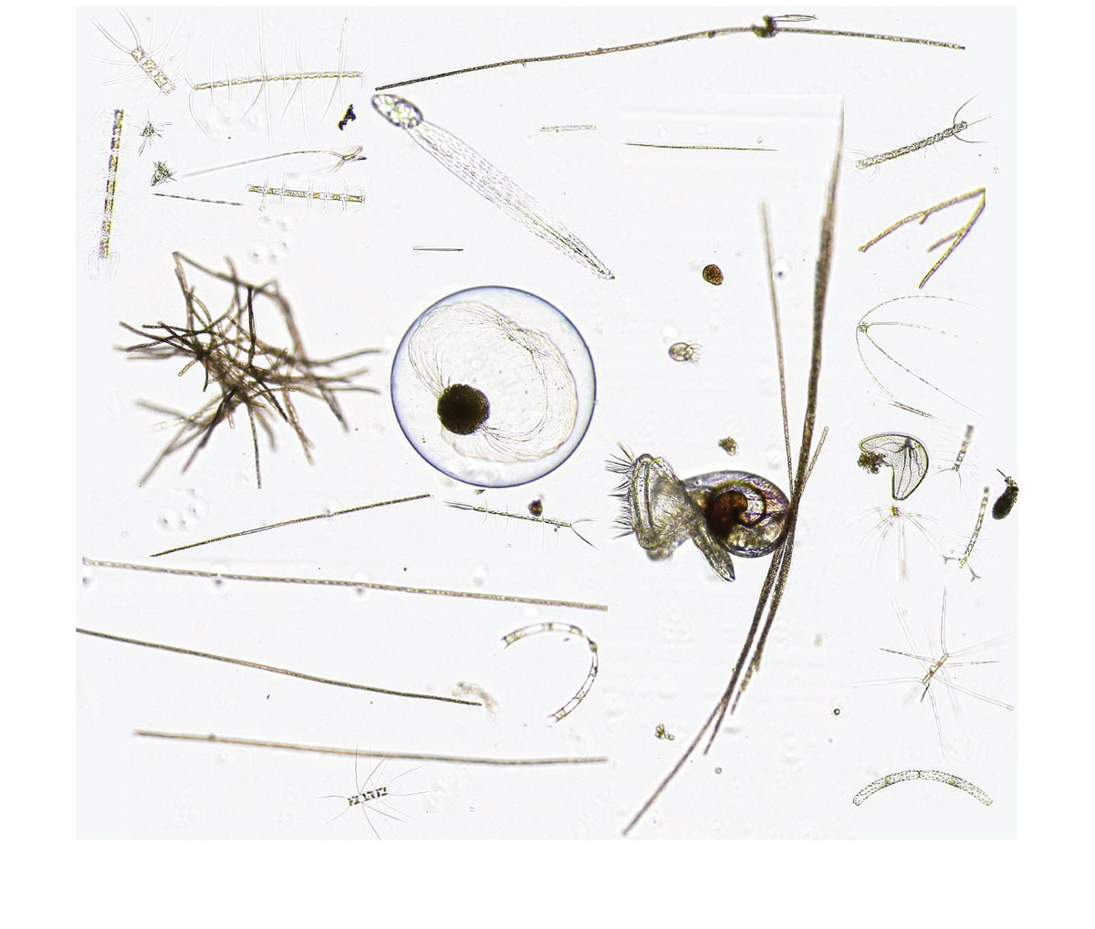 Adam Larson tweet media