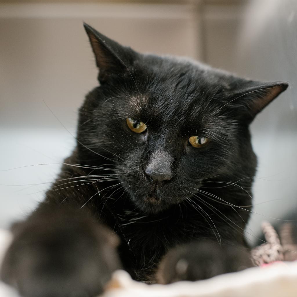 BurlHumane's tweet image. Stella is a stellar cat.  This 3 years old beautiful black cat is playful, affectionate, gentle and friendly.  Everything you want in a family pet.  And she would love to be a part of your family.  Come and visit Stella today!!
