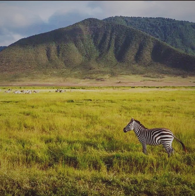 edwin_kazi2025's tweet photo. Amazing Ngorongoro Crater, Zoo of the World We Call It.

You should be here!

#tanzanianationalparks #tanzaniaunforgettable #tanzaniasafari #tanzaniatravel #travelphotography #travelplanning #localtouroperator #localtravelagency #localtourguide #localbusiness #LetUsTakeYouThere https://t.co/KEQuXlP1uk