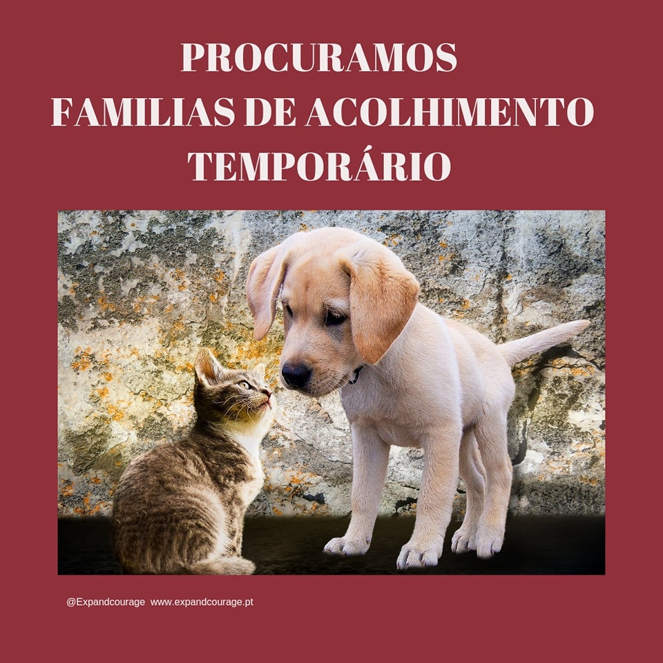 expandcourage's tweet photo. Ser uma Família de Acolhimento Temporário é uma oportunidade única de proporcionar cuidados e carinho a animais que aguardam por uma família para a vida e serem ainda mais felizes.
Esperamos poder contar com a tua ajuda e apoio pelo amor aos nossos amiguitos de 4patinhas! https://t.co/Xd5sl5Y59C