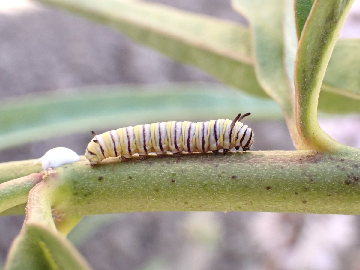 fossilforager's tweet photo. Fieldwork finds 🐛 https://t.co/6DklzFsHaN