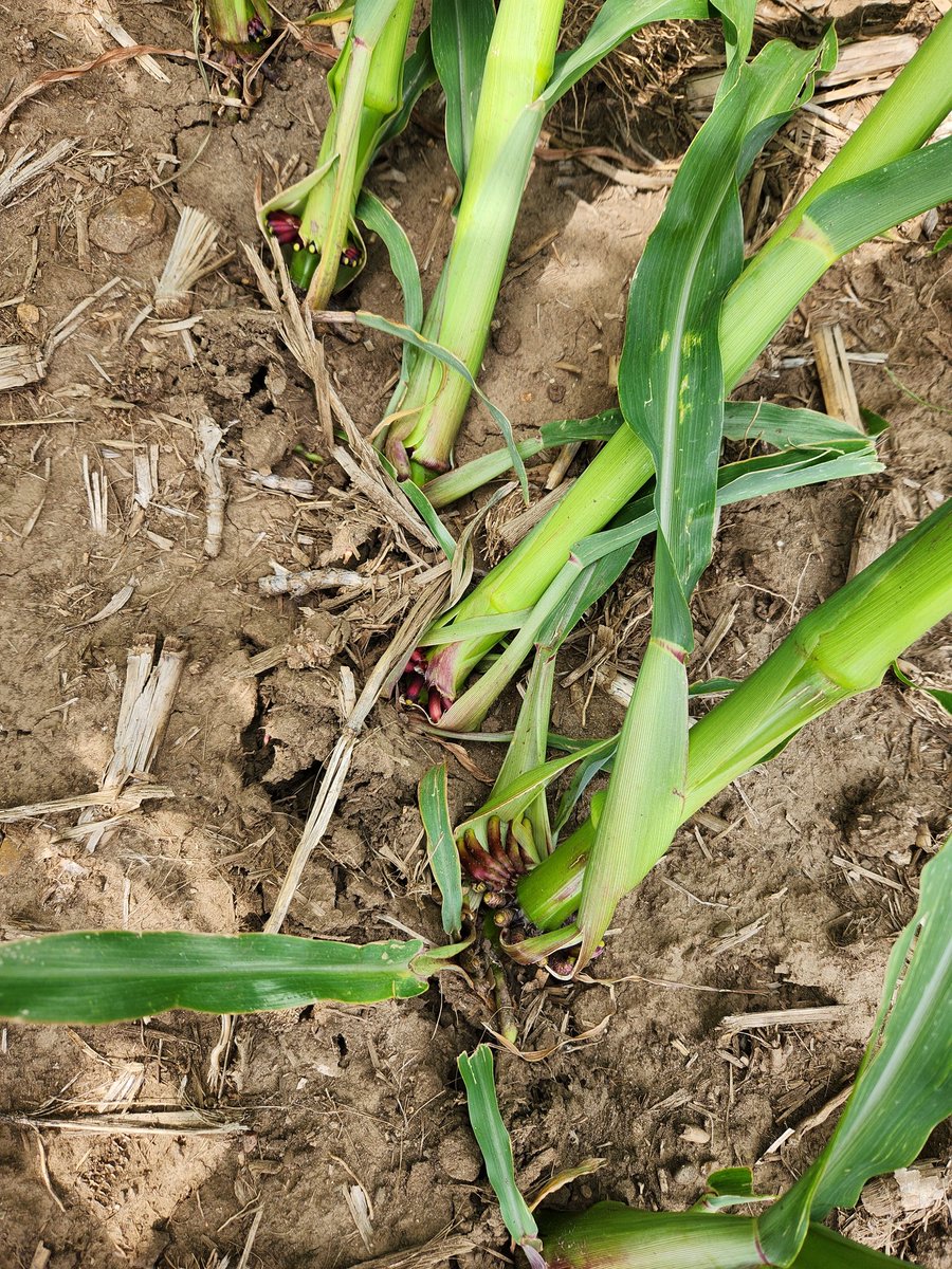 SWMNpest's tweet photo. A little rain and wind just made hidden rootworm problems visible in SW MN. Northern corn rootworm #extendeddiapause problems return. RW management just got more complicated.  @mncorn https://t.co/8E5NpxcXoo