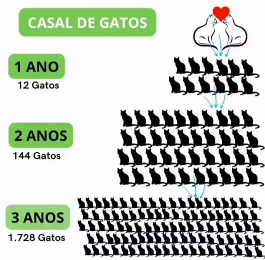 expandcourage's tweet photo. 𝐍Ã𝐎 𝐂𝐎𝐌𝐏𝐑𝐄 𝐀𝐃𝐎𝐓𝐄!
Não há lares para todos, a maioria irá sofrer nas ruas.
Seja responsável ESTERILIZE/CASTRE o seu gato antes do primeiro cio.
A ESTERILIZAÇÃO/CASTRAÇÃO É A SOLUÇÃO!
Partilhem
#Expandcourage https://t.co/9oUpWVNjMA