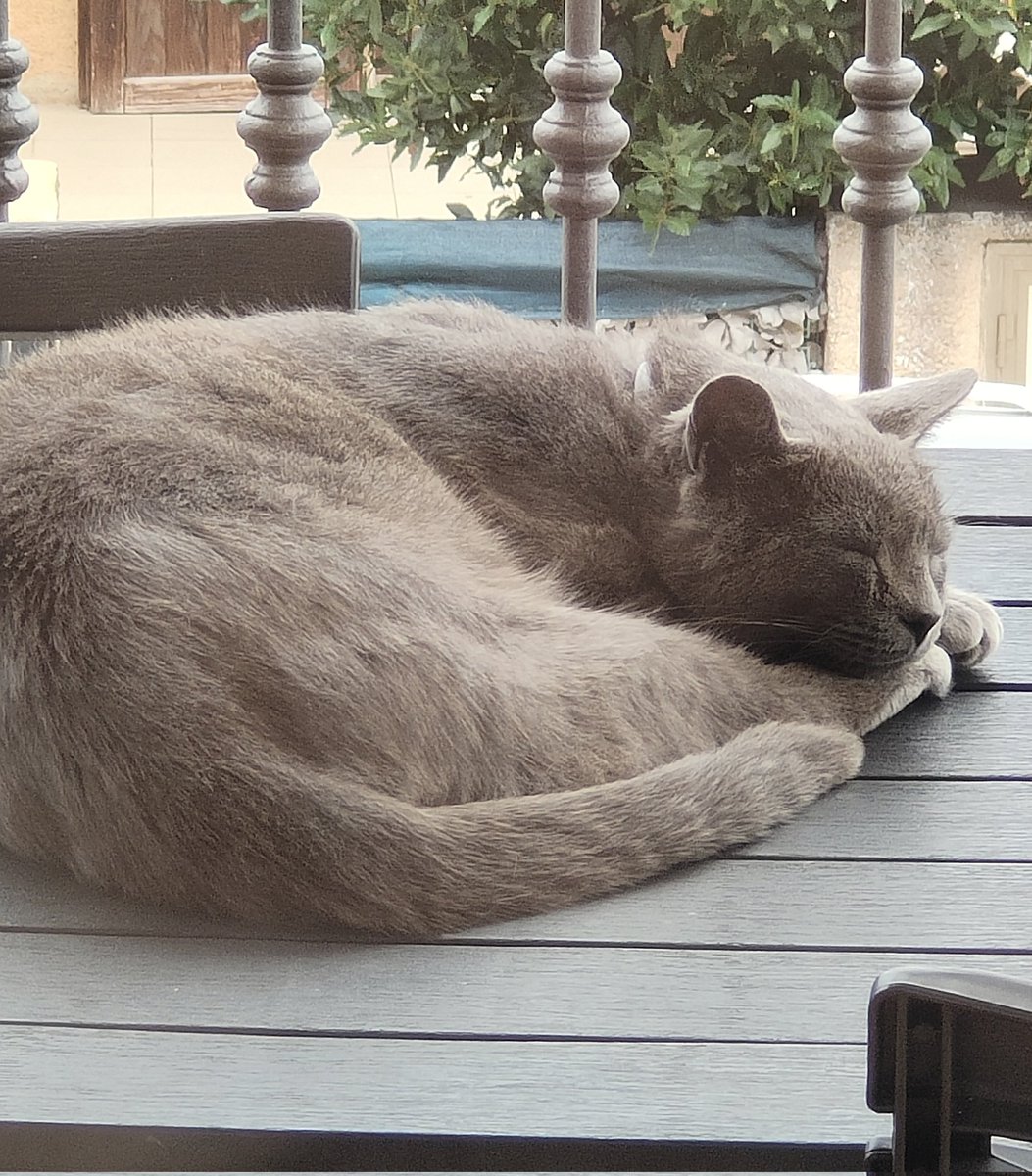 YuniTheRamThing's tweet photo. @Nihachu My silly cat and potatoes https://t.co/PdsBYrauK6