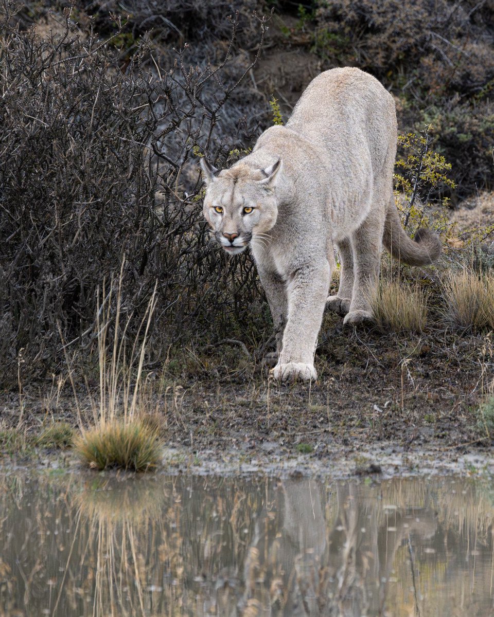 📸 Torres del Paine, Chile

#torresdelpaine #patagonia #fotografiadepumas #wildlife #faunadechile