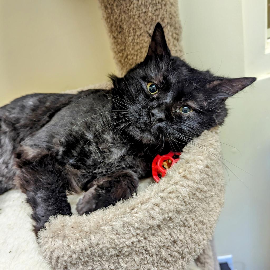 BurlHumane's tweet image. Friendly and affectionate are some of the qualities of Angus, a gorgeous black cat.  This 6 year old boy can be shy but once he comes out of his shell, he is very social.  He will do best in a quiet home where he can be fussed over.  Who can resist Angus?!