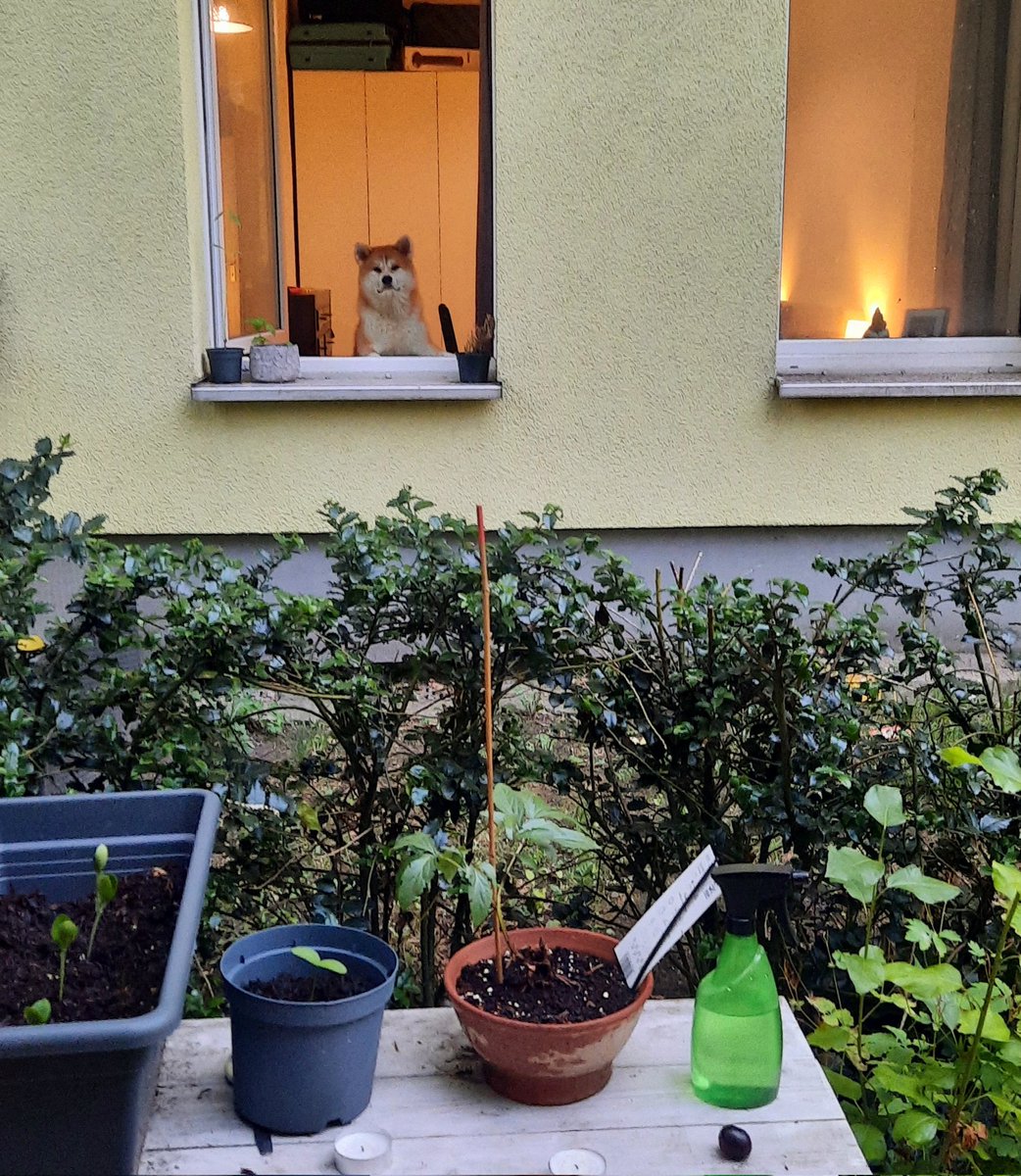 maria_haberer's tweet photo. @contextdogs https://t.co/gAzzFqyivh