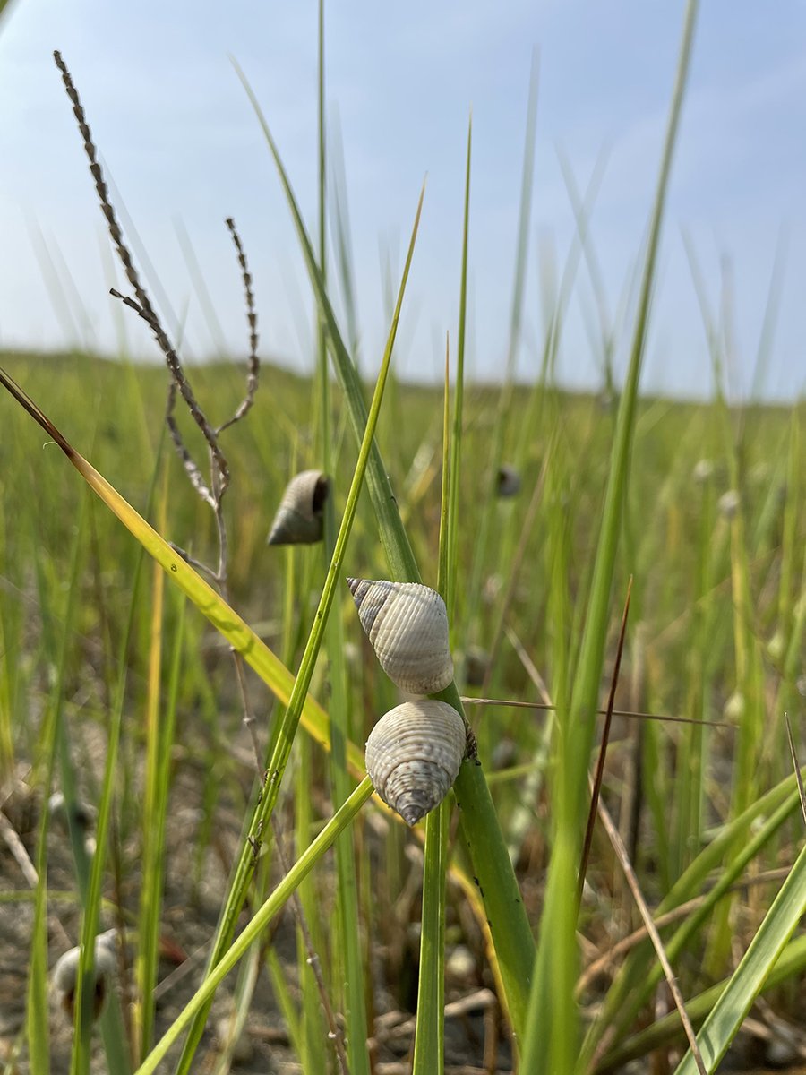 Marsh Periwinkle snails (Littoraria irrorata) have climbed up the marsh grass to avoid predators during high tide.  They descend at low tide to feed on algae and detritus found on the marsh mud.  Have you seen them in the salt marsh perched high on the grass at high tide?