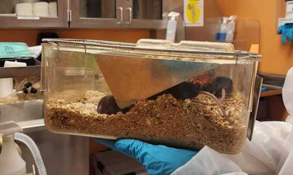Has anyone ever seen mice chew up all their food and spit it into their bedding to make a mountain before???We have 3 different cages doing this and we are PERPLEXED!!!