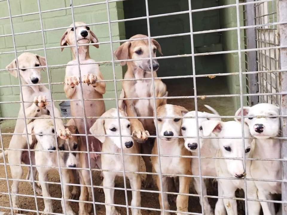 plataforma_NAC's tweet photo. [ADOPCIONES]

🟠 Galguitos de mes y medio siguen sin encontrar familia en Paticas Ribera Alta Del Ebro 

Son demasiado pequeños para crecer en un chenil y no se merecen esto. 
Merecen crecer en una familia rodeados de todo el amor del mundo. 
Sigue ⤵️ https://t.co/hvk8CPSBX0