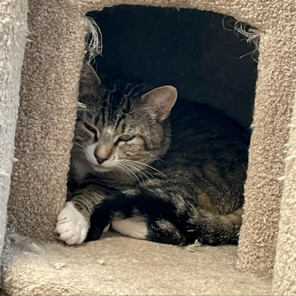 BurlHumane's tweet image. Introducing the sweet-and-spicy McDougall; a magnificent brown tabby with a personality that matches his striking appearance! With his mesmerizing green eyes and a coat adorned in beautiful brown tabby stripes, McDougall is a true head-turner.