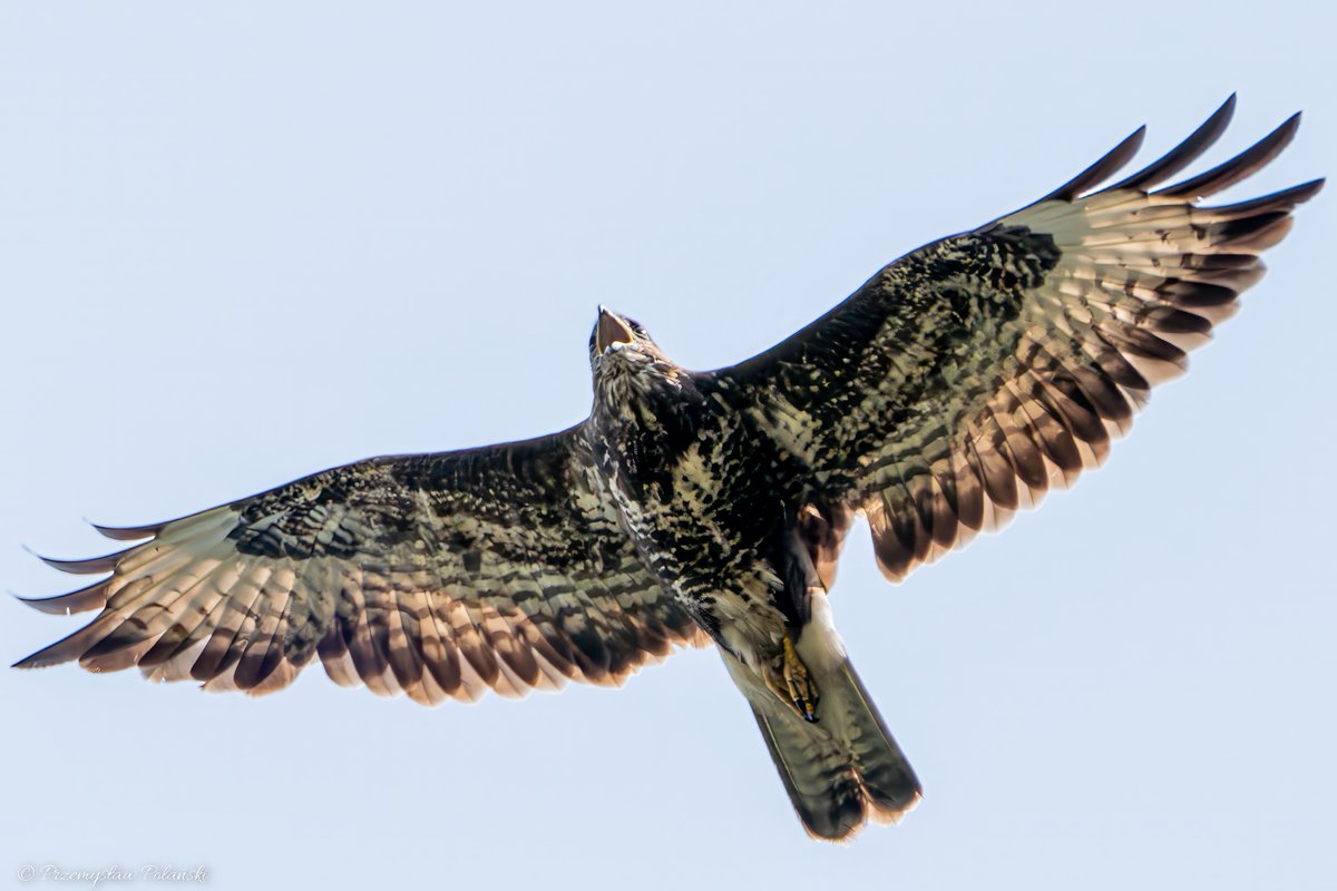 A buzzard from today's mountain hike 😍

#birds #BirdsSeenIn2023 #birdphotography #TwitterNatureCommunity #birdwatching #ptaki #Springwatch #BirdsOfTwitter #photography #buzzard