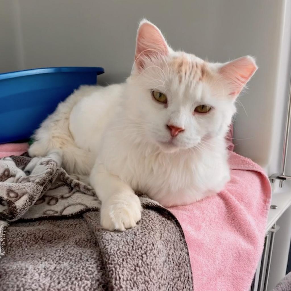 BurlHumane's tweet image. Cheerio, the Fluffy Ambassador of Love!

Meet Cheerio, the longhaired white wonder who radiates affection and charm! With his irresistible personality, this delightful guy is on a mission to fill your life with love, laughter, and endless cuddles.