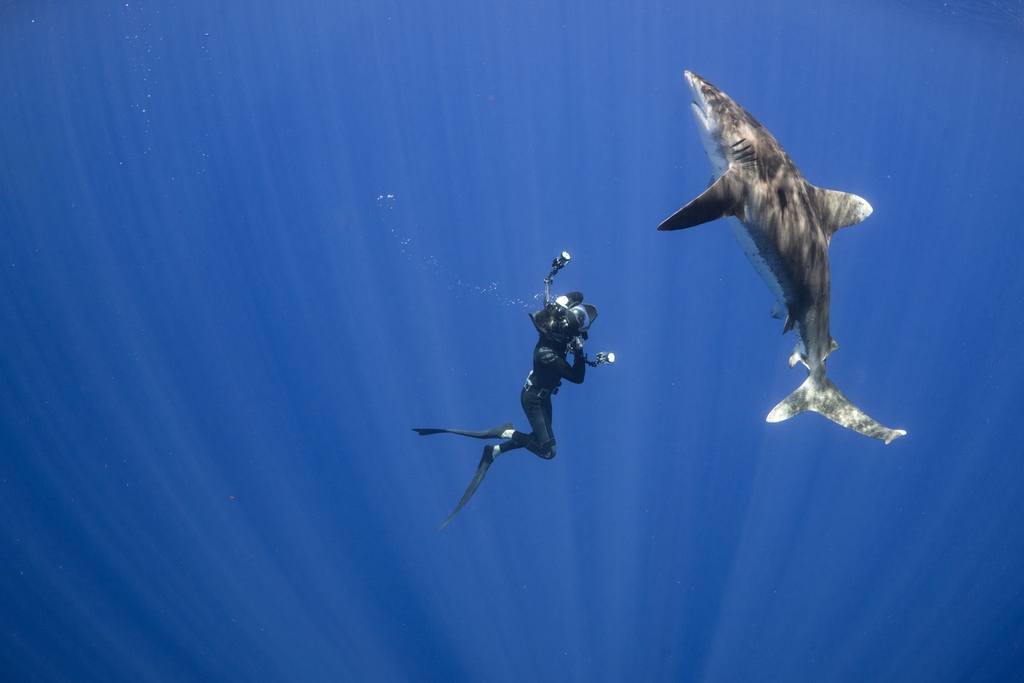 SeaLegacy (@sea_legacy) on Twitter photo Happy #SharkAwarenessDay!
โIf youโre in tune to the natural world, itโs pretty clear that #sharks have certain behaviors that are undeniably charismatic. Itโs powerful when they look at you โ I feel like thereโs a rudimentary understanding" - Andy Mann
๐ธ by <a href="/andymannphoto/">Andy Mann</a> Happy #SharkAwarenessDay!
โIf youโre in tune to the natural world, itโs pretty clear that #sharks have certain behaviors that are undeniably charismatic. Itโs powerful when they look at you โ I feel like thereโs a rudimentary understanding" - Andy Mann
๐ธ by <a href="/andymannphoto/">Andy Mann</a>