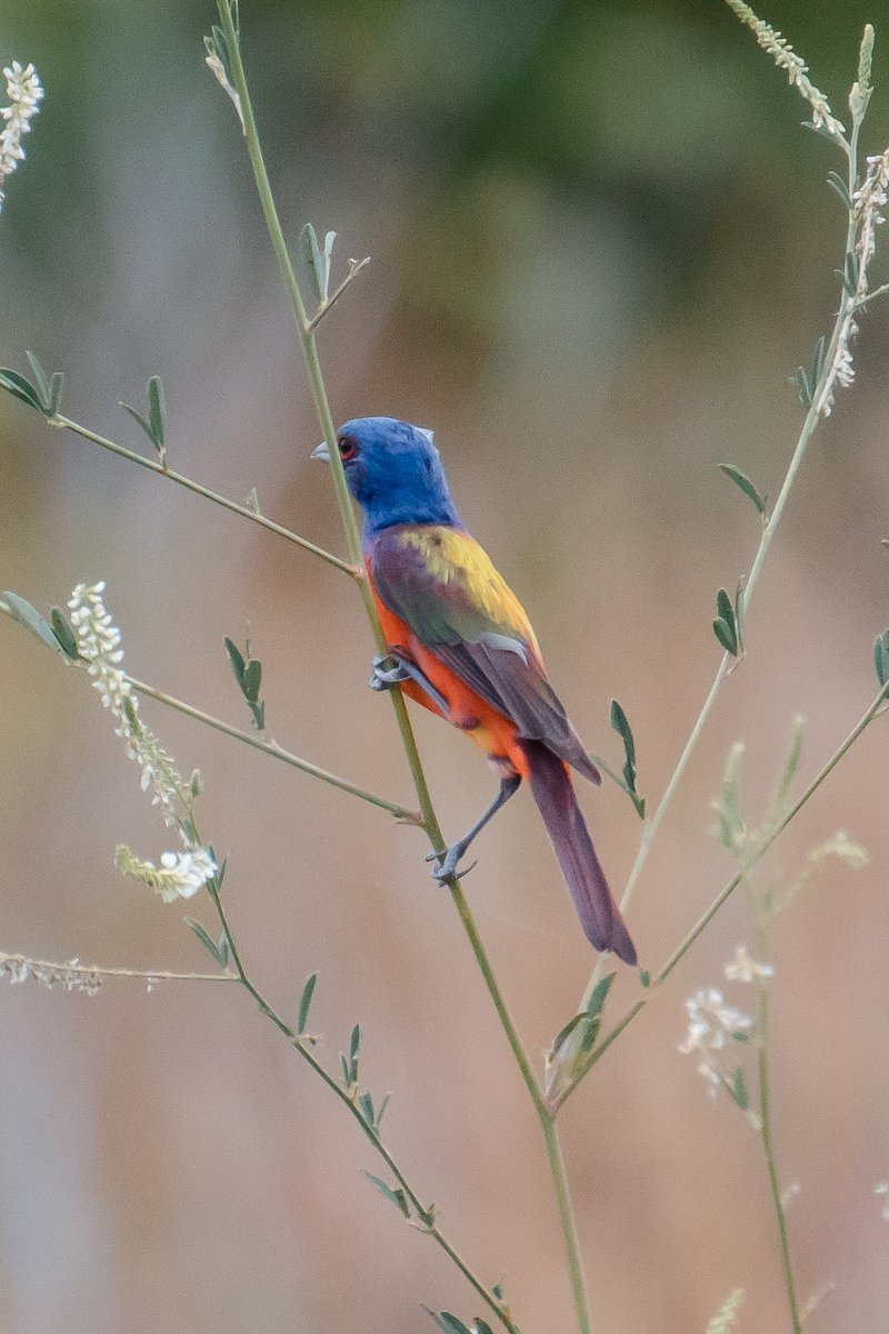 acciosuki's tweet image. Saw White Ibis, Little Blue Heron, Painted Bunting, Black-bellied Whistling Duck, along with some Cattle Egrets, Western Kingbirds, &amp;amp; White-winged Doves in Dallas.

I consider the BK vagrant Painted Bunting from 2015 my spark bird, and it was thrilling to see in it's TX habitat!