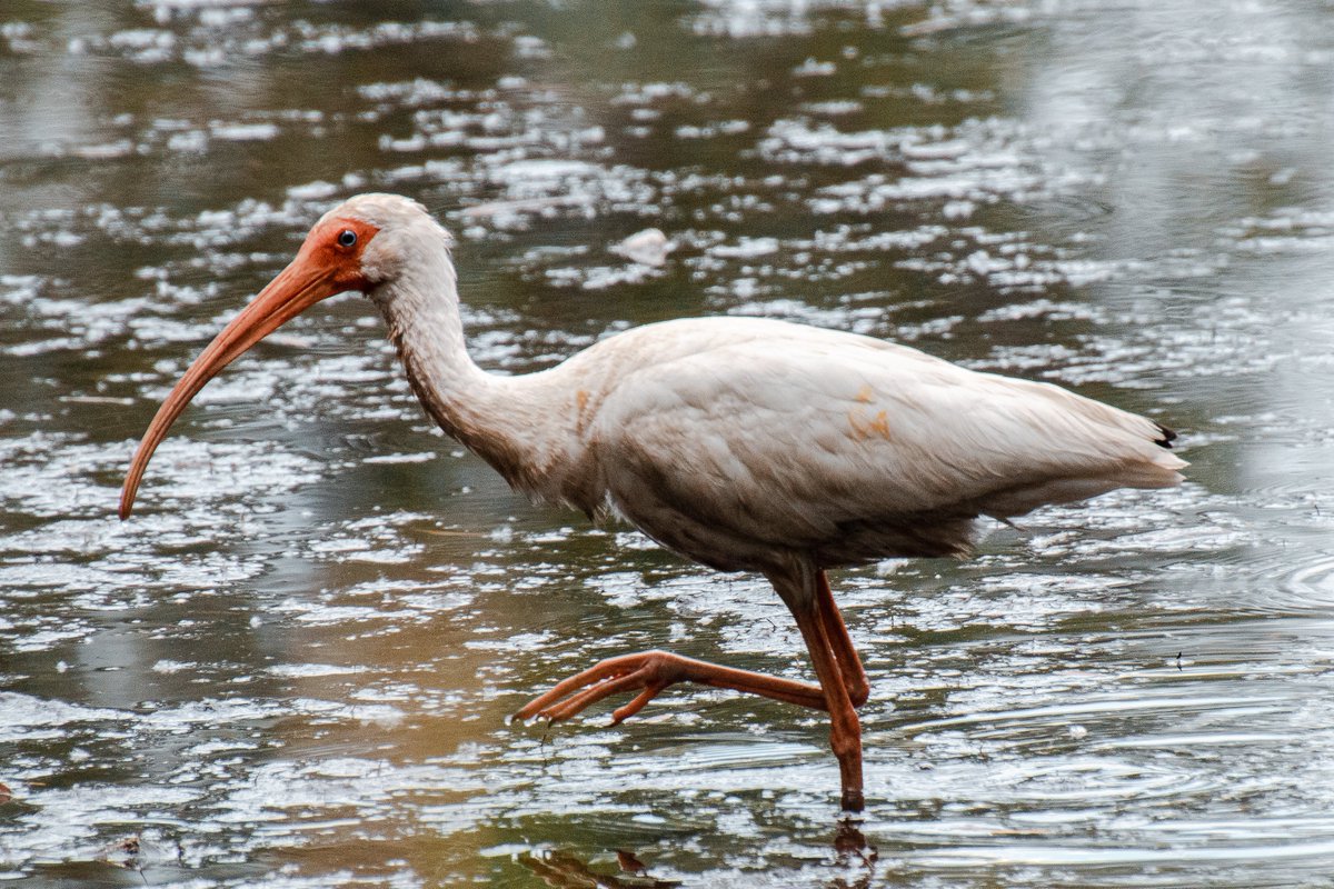 acciosuki's tweet image. Saw White Ibis, Little Blue Heron, Painted Bunting, Black-bellied Whistling Duck, along with some Cattle Egrets, Western Kingbirds, &amp;amp; White-winged Doves in Dallas.

I consider the BK vagrant Painted Bunting from 2015 my spark bird, and it was thrilling to see in it's TX habitat!