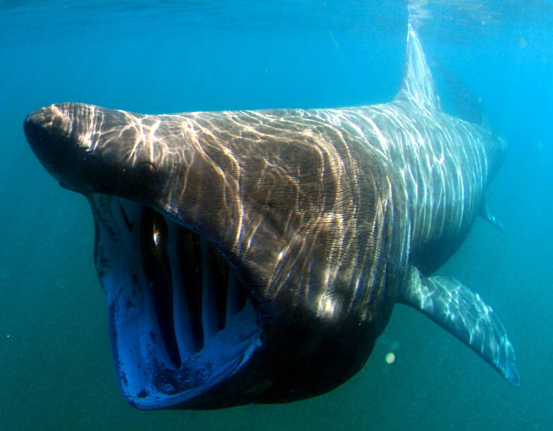 July 14 is SHARK AWARENESS DAY, an annual reminder to raise awareness of these incredible creatures that roam the oceans. Fifteen shark species inhabit the waters off the Oregon coast, including giant filter-feeding basking sharks. Photo by Greg Skomal / NOAA Fisheries Service
