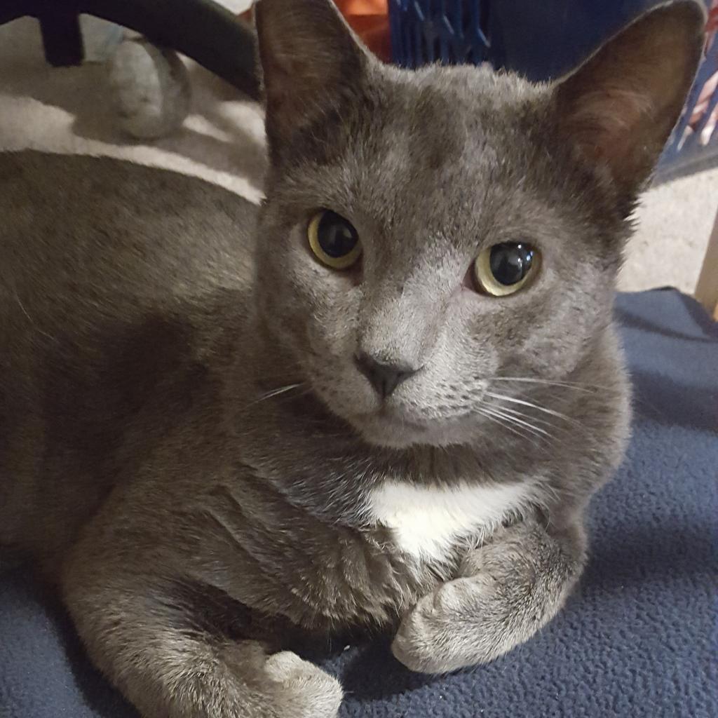 BurlHumane's tweet image. Simon is a special cat who requires a special family.  If his striking looks don't capture your heart, his gently personality will.  He is social yet independent and playful yet nervous.  He is full of contradictions.  He will do best in a quiet home with other cats.