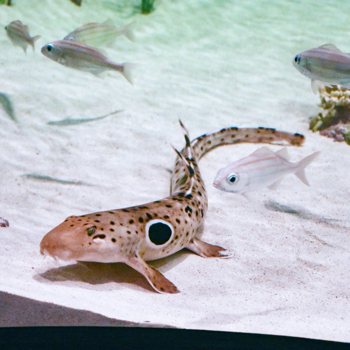 mysticaquarium's tweet image. Happy Shark and Ray Awareness Day!