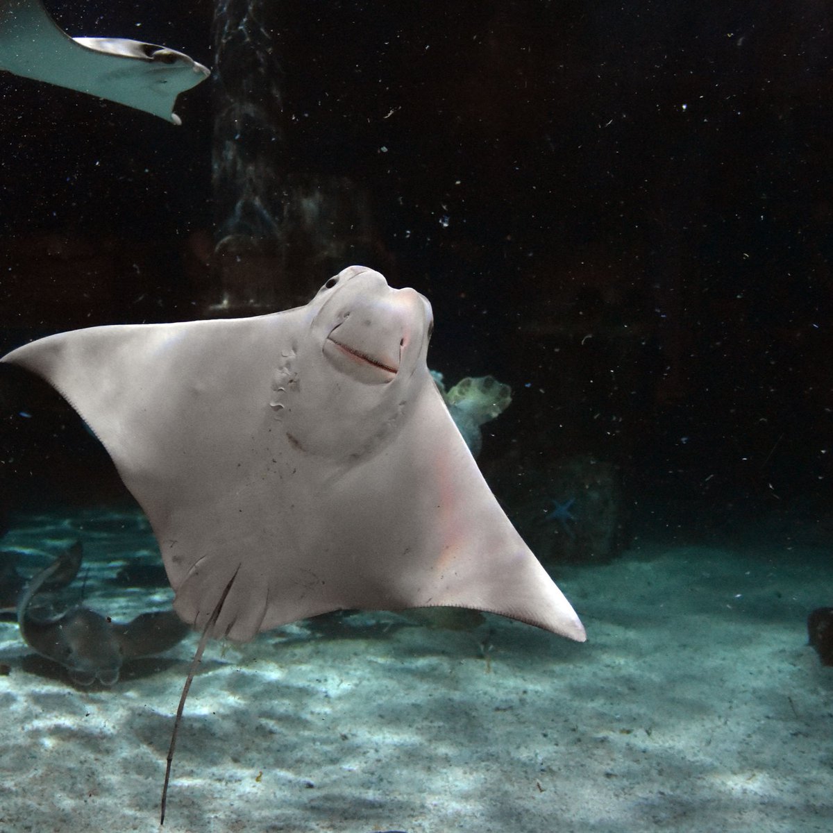 mysticaquarium's tweet image. Happy Shark and Ray Awareness Day!