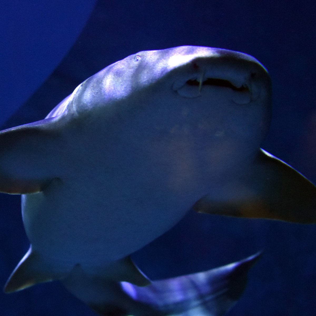 mysticaquarium's tweet image. Happy Shark and Ray Awareness Day!
