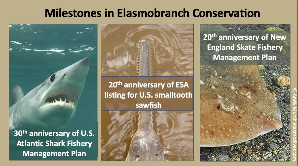 This #SharkAwarenessDay, we're at the annual @ElasmoSociety meeting marking key milestones in 🇺🇸 Atlantic shark/ray conservation: * 30 years of shark fishery management * 20 years of limits on 7 species of NE skates * 20 years since smalltooth sawfish ESA listing #JMIH23 #AES23