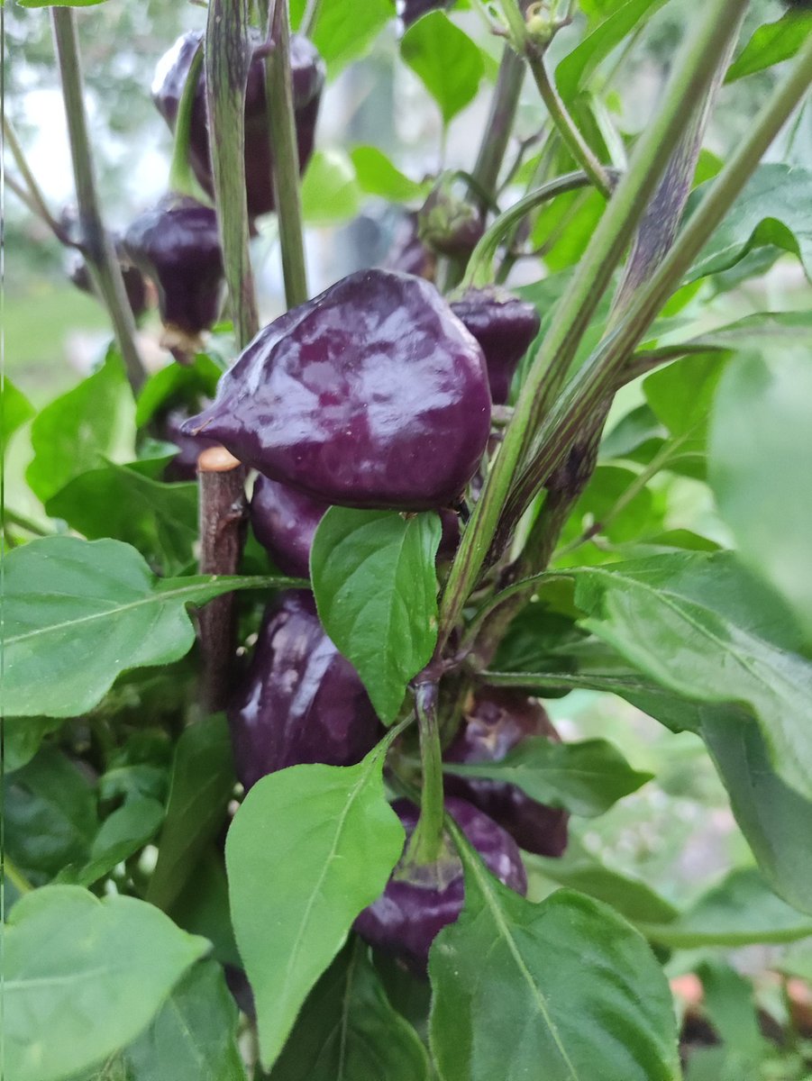 I love my garden 🥰
#projectroseentrance #bananaflower #colorsofsummer #gardenfarming