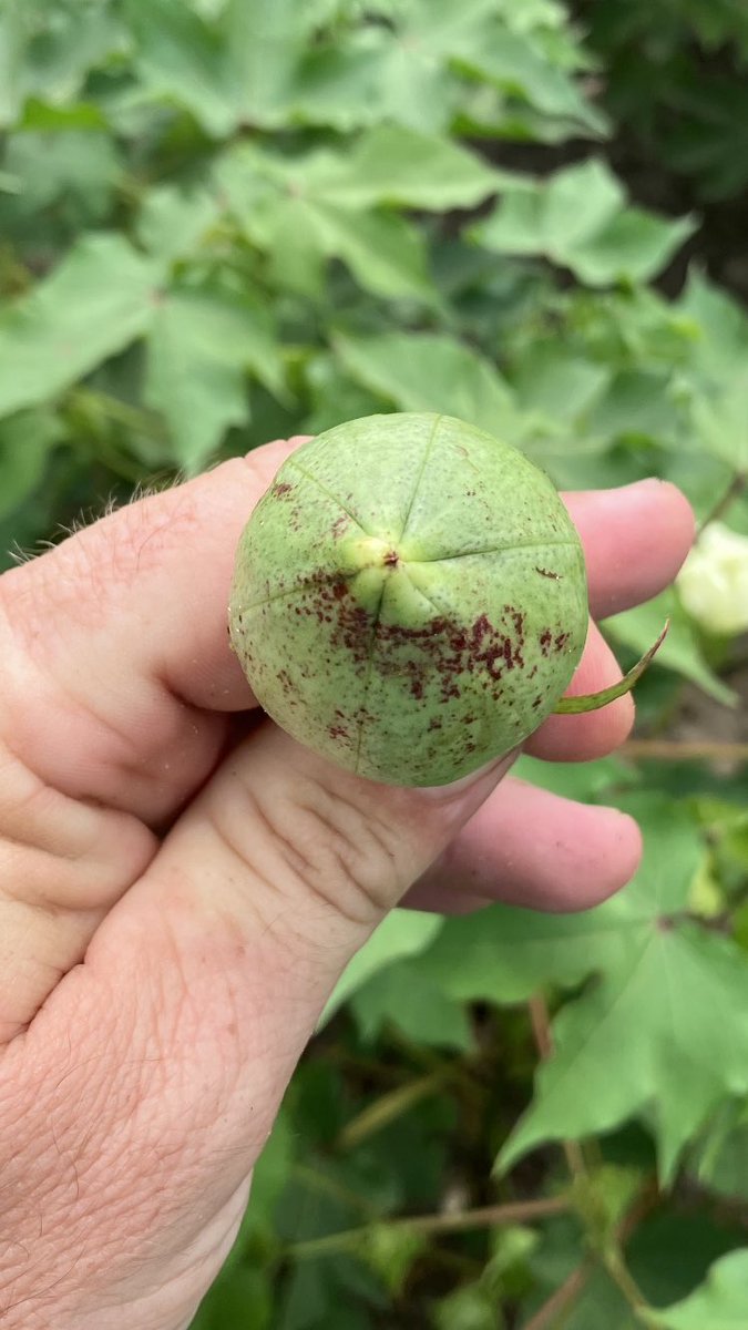 My first 6 loc boll for 2023