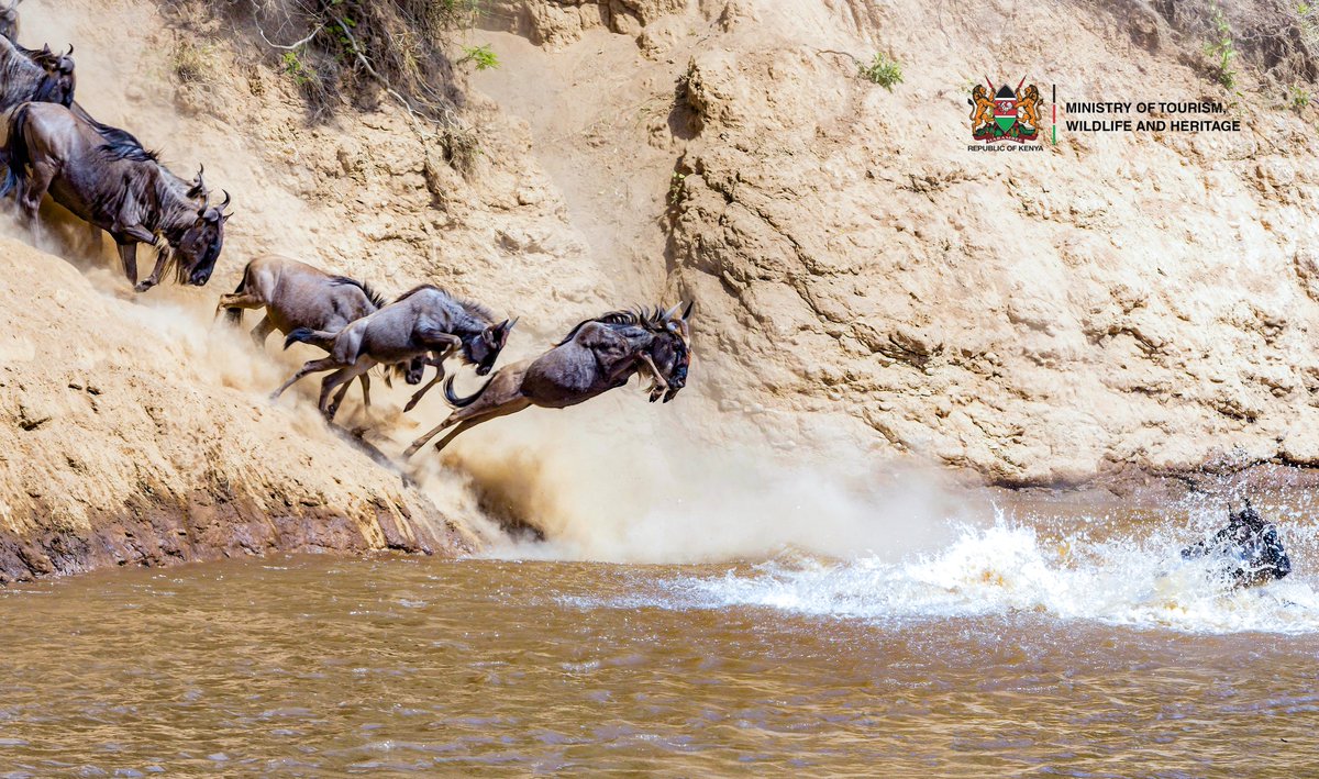 The season to witness one of the Seven Wonders of the Natural World is here! Visit Maasai Mara National Reserve for a thrilling treat of nature's spectacle.
#TembeaKenya #MagicalKenya
