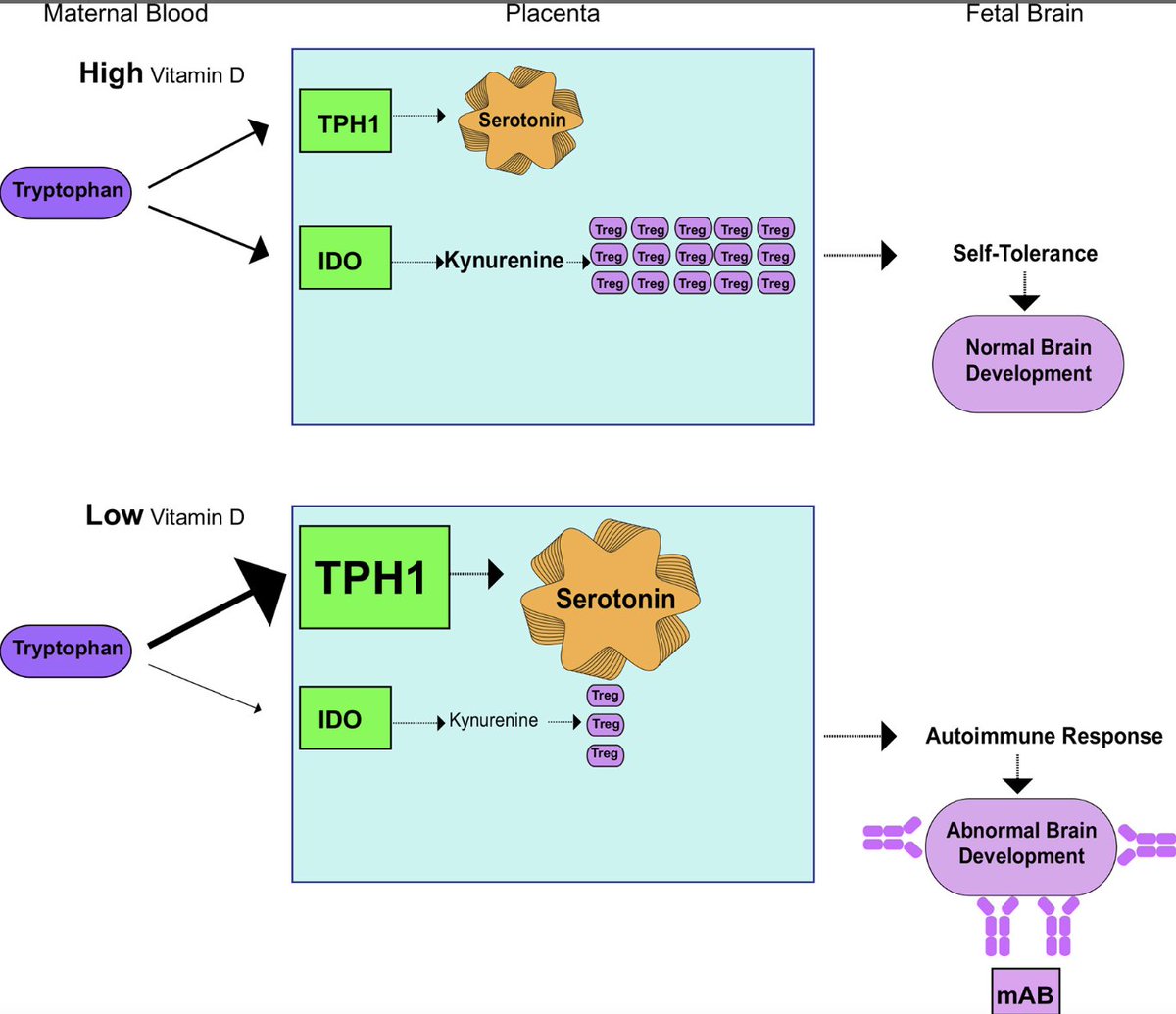 Analyze & Optimize on Twitter "vitamin D inhibits serotonin synthesis