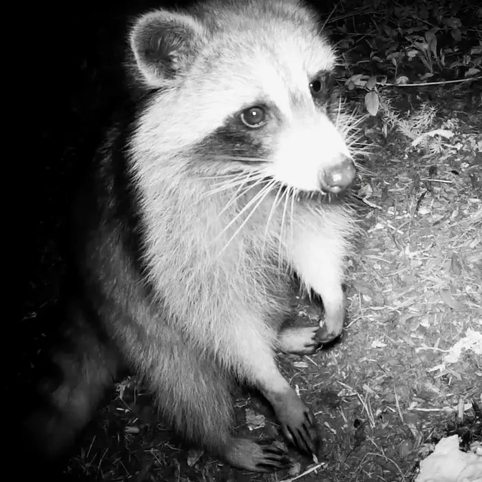 New episode on the podcast feed! "Artificially Augmenting Higher Education" is a discussion of how AI can be a good thing in teaching. We also discuss animals being caught on camera traps. lostinthestacks.libsyn.com/episode-565-ar…