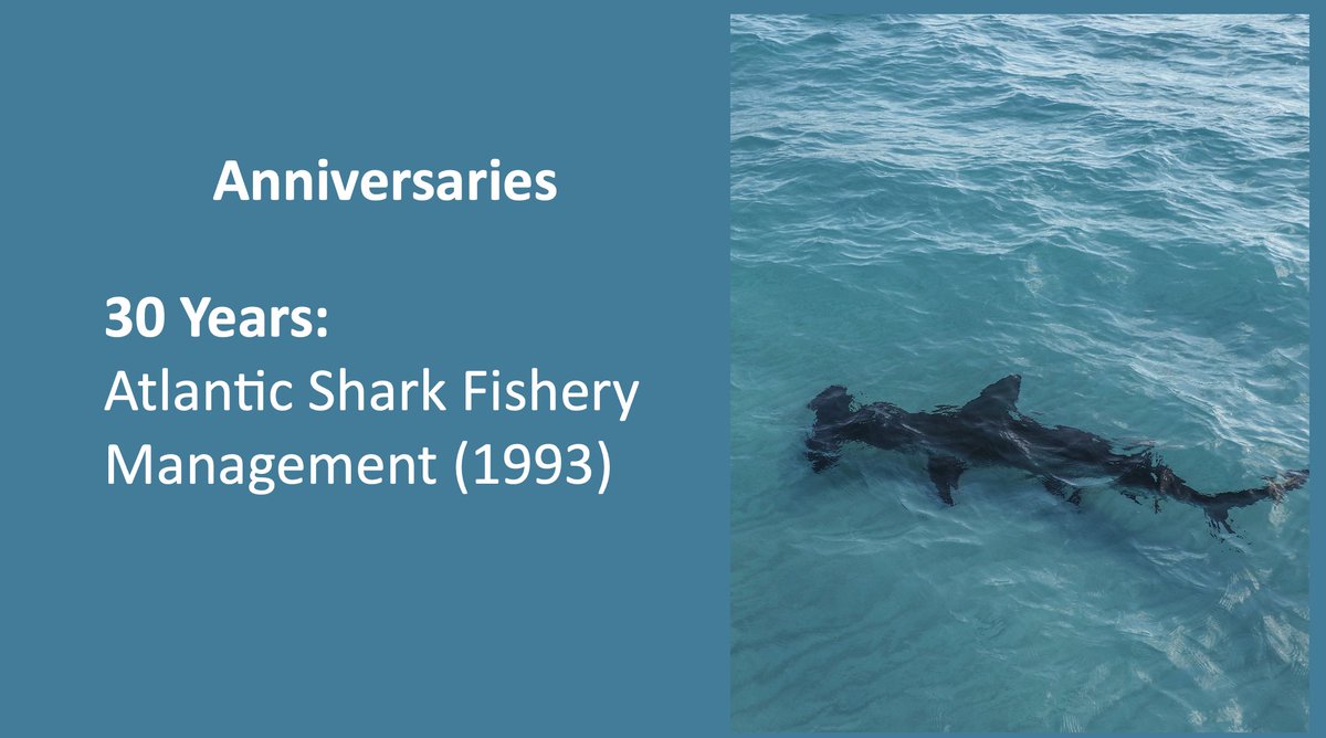 30 years since 1st 🇺🇸 Atlantic shark fishing limits: * finning ban sparked global progress * blacktip shark population has been rebuilt * shortfin mako & dusky sharks remain in trouble * hammerhead assessment is underway * common thresher assessment is needed #SharkAwarenessDay